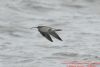 Whimbrel at Canvey Point (Richard Howard) (43239 bytes)