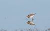 Pectoral Sandpiper at Lower Raypits (Andrew Armstrong) (22708 bytes)