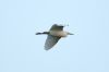 Cattle Egret at Two Tree Island (Steve Arlow) (81998 bytes)