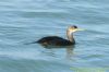 Shag at Gunners Park (Richard Howard) (83885 bytes)