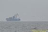 Gannet at Canvey Point (Richard Howard) (32019 bytes)