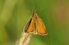 Essex Skipper at Benfleet Downs (Richard Howard) (31375 bytes)