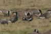 Red-breasted Goose at Wallasea Island (RSPB) (Jeff Delve) (69620 bytes)