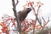 Waxwing at Shoebury (Jeff Delve) (75143 bytes)