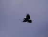 Raven at Fleet Head (Vince Kinsler) (16417 bytes)
