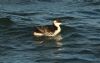 Guillemot at Southend Pier (Steve Arlow) (131242 bytes)