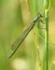 Scarce Emerald Damselfly at Bowers Marsh (RSPB) (Graham Oakes) (43027 bytes)
