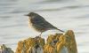 Rock Pipit at South Fambridge (Paul Baker) (46186 bytes)