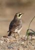 Shore Lark at Shoebury East Beach (Jeff Delve) (68586 bytes)