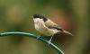 Marsh Tit at Hockley Woods (Steve Arlow) (75895 bytes)