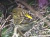 Serin at Gunners Park (Martin Cracknell) (77009 bytes)