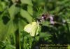 Brimstone at Wat Tyler Country Park (Richard Howard) (105082 bytes)