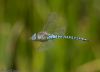 Southern Migrant Hawker at Benfleet Downs (Jeff Delve) (28065 bytes)