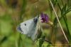 Orange-tip at Canvey Wick (Richard Howard) (86011 bytes)