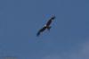 Red Kite at Canewdon (Jeff Delve) (23218 bytes)