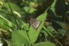 Purple Hairstreak at Belfairs N.R. (Matt Bruty) (57815 bytes)