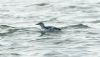 Black Guillemot at Gunners Park (Steve Arlow) (48101 bytes)
