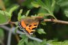 Small Tortoiseshell at Vange Marsh (RSPB) (Richard Howard) (53368 bytes)