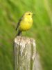 Yellow Wagtail at Wakering (Matt Bruty) (63581 bytes)