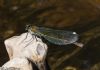 Banded Demoiselle at Cherry Orchard Country Park (Jeff Delve) (50612 bytes)
