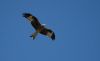 Red Kite at Park View Drive, Leigh (Graham Mee) (19826 bytes)