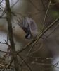 Marsh Tit at Private site with no public access (Jeff Delve) (48178 bytes)