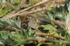 Brown Argus at Canvey Wick (Richard Howard) (128469 bytes)