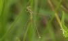 Southern Emerald Damselfly at Wallasea Island (RSPB) (Steve Arlow) (32303 bytes)