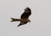 Red Kite at Canvey Wick (Gordon Appleton) (16475 bytes)