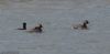 Black-necked Grebe at Bowers Marsh (RSPB) (Jeff Delve) (32765 bytes)