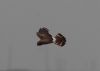 Hen Harrier at Wallasea Island (RSPB) (Jeff Delve) (20630 bytes)