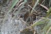 Water Rail at Bowers Marsh (RSPB) (John Wright) (86201 bytes)