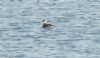 Slavonian Grebe at Gunners Park (Jeff Delve) (64323 bytes)