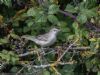 Barred Warbler at Gunners Park (Jeff Delve) (105718 bytes)