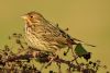 Corn Bunting at Bowers Marsh (RSPB) (Graham Oakes) (64681 bytes)