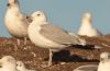 Caspian Gull at Private site with no public access (Steve Arlow) (52490 bytes)