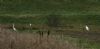 Great White Egret at Wallasea Island (RSPB) (Steve Arlow) (48752 bytes)