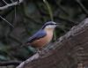 Nuthatch at Pound Wood (Vince Kinsler) (47566 bytes)