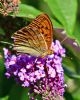 Silver-washed Fritillary at Benfleet (Graham Oakes) (107520 bytes)