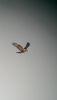 Rough-legged Buzzard at Wallasea Island (RSPB) (Neil Chambers) (20556 bytes)