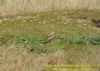 Wheatear at Gunners Park (Richard Howard) (167804 bytes)