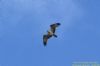 Osprey at Two Tree Island (West) (Richard Howard) (42986 bytes)