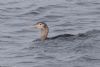 White-billed Diver at Southend Pier (Jeff Delve) (56537 bytes)