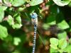 Southern Migrant Hawker at Bowers Marsh (RSPB) (Graham Oakes) (73116 bytes)