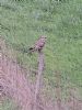 Short-eared Owl at South Fambridge (Paul Baker) (145000 bytes)