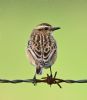 Whinchat at Bowers Marsh (RSPB) (Graham Oakes) (63830 bytes)