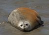 Common Seal at River Roach (Graham Mee) (47118 bytes)