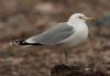 Caspian Gull at Private site with no public access (Steve Arlow) (37782 bytes)