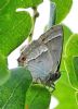 Purple Hairstreak at Woodside Park, Thundersley (Graham Oakes) (49680 bytes)