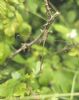 Southern Emerald Damselfly at Canvey Way (Paul Baker) (70402 bytes)